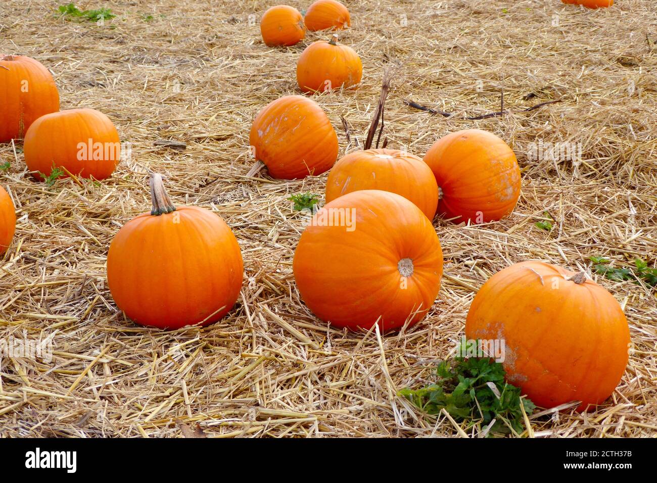 primo piano di zucche arancioni luminose all'esterno in campo sulla paglia al sole d'autunno. Verdure rotonde di colore vibrante pronte a raccogliere in autunno Foto Stock