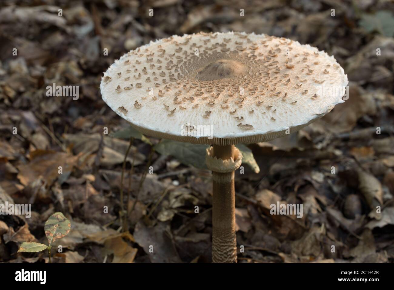 Macrolepiota procera, parasolo fungo closeup fuoco selettivo Foto Stock
