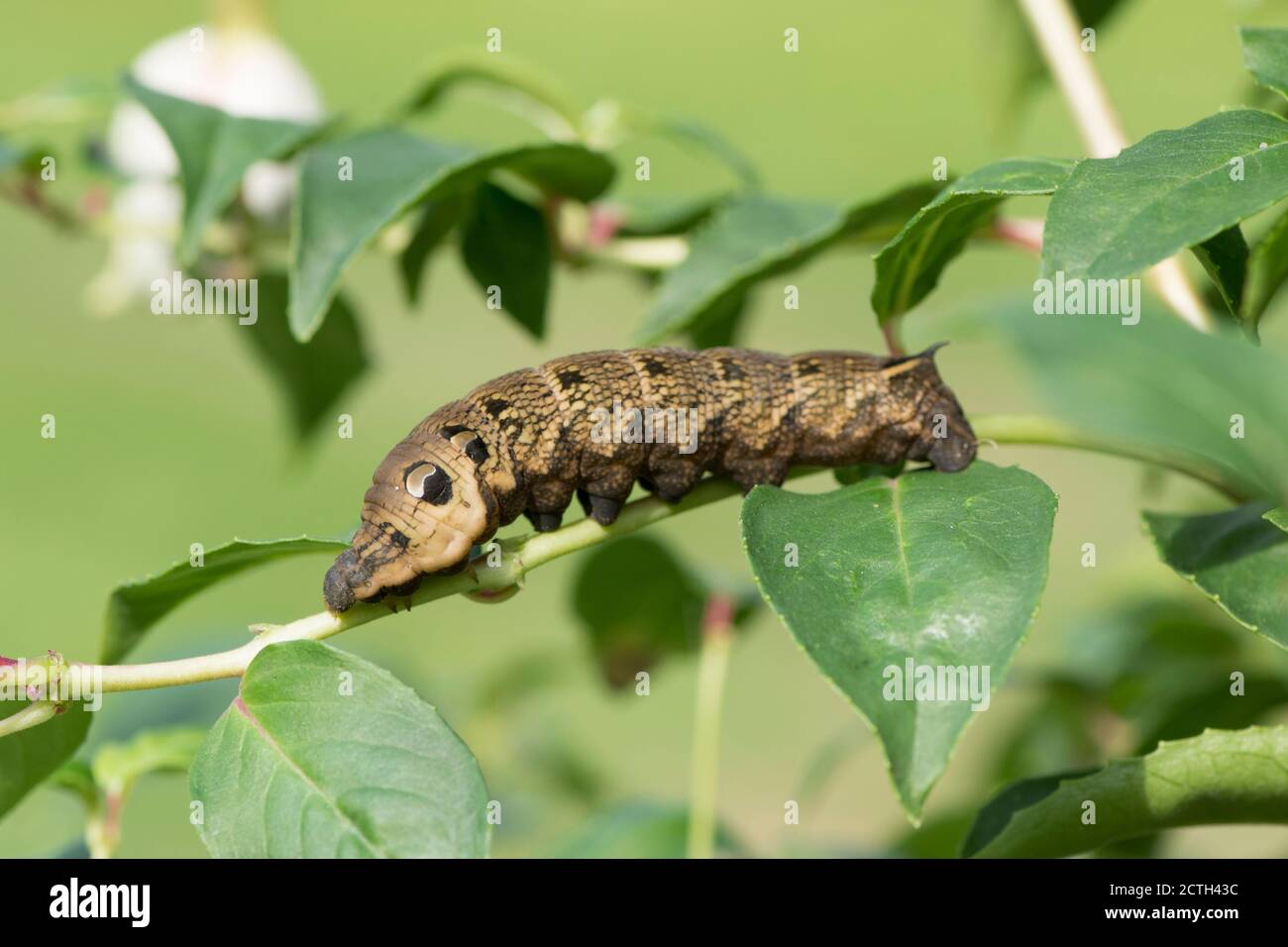 Elephant Hawk-moth, Deilephila Elpenor, caterpillar, in fuchsia arbusto con fiori, Foto Stock