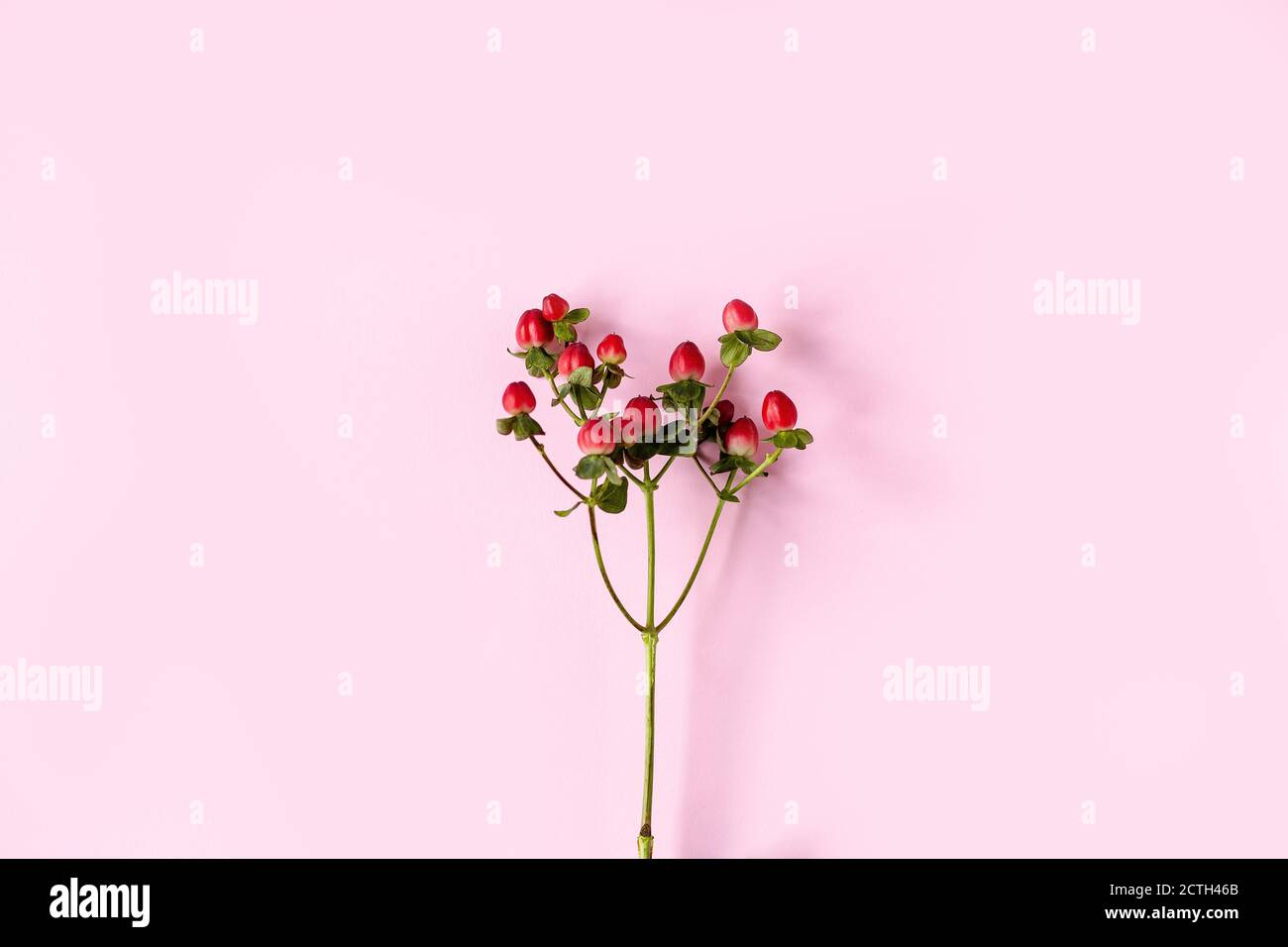 Hypericum perforatum, l'erba rossa di San Giovanni su sfondo rosa, striscione, cartolina, pubblicità, concetto di omeopatia, medicina alternativa, frutta rossa su Foto Stock