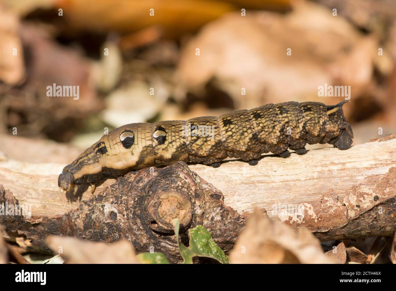 Elephant Hawk-moth, Deilephila Elpenor, caterpillar, in cucciolata di foglie a terra, foglie morte Foto Stock