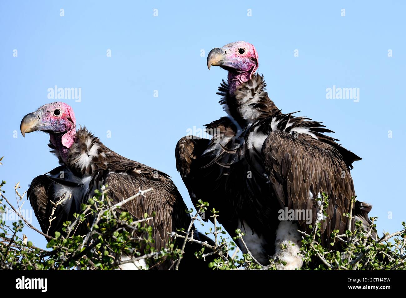 Coppia riproduttiva di avvoltoi a faccia di lappone (Torgos tracheliotos) in nido di cima all'albero della Riserva Nazionale di Masai Mara, Kenya Foto Stock
