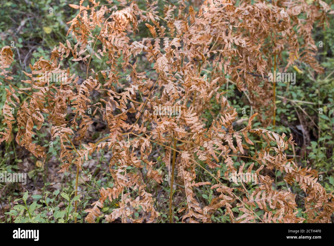 Pteridium aquilinum, bracken, freno, bracken comune, aquila fern foglie essiccate closeup fuoco elettivo Foto Stock