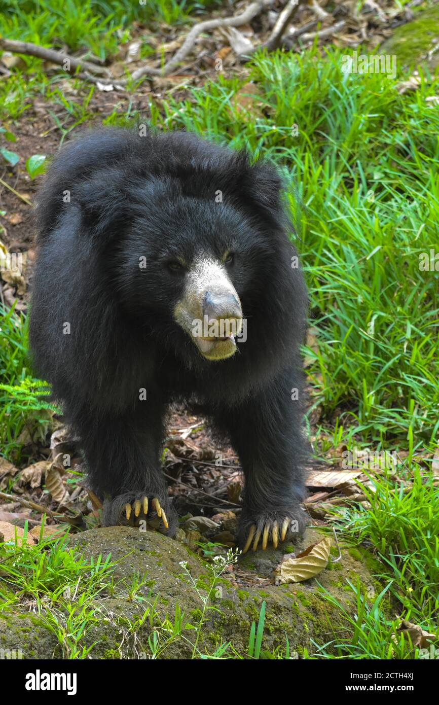 Indian Sloth bear (Melursus ursinus) Foto Stock