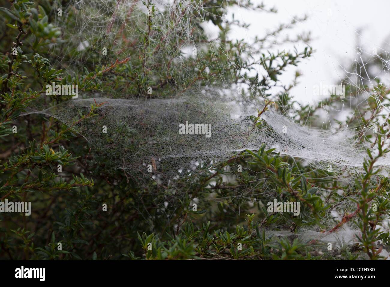 Amaca forma web del ragno denaro - Linyphia triangularis - su un cespuglio cotoneaster. Foto Stock