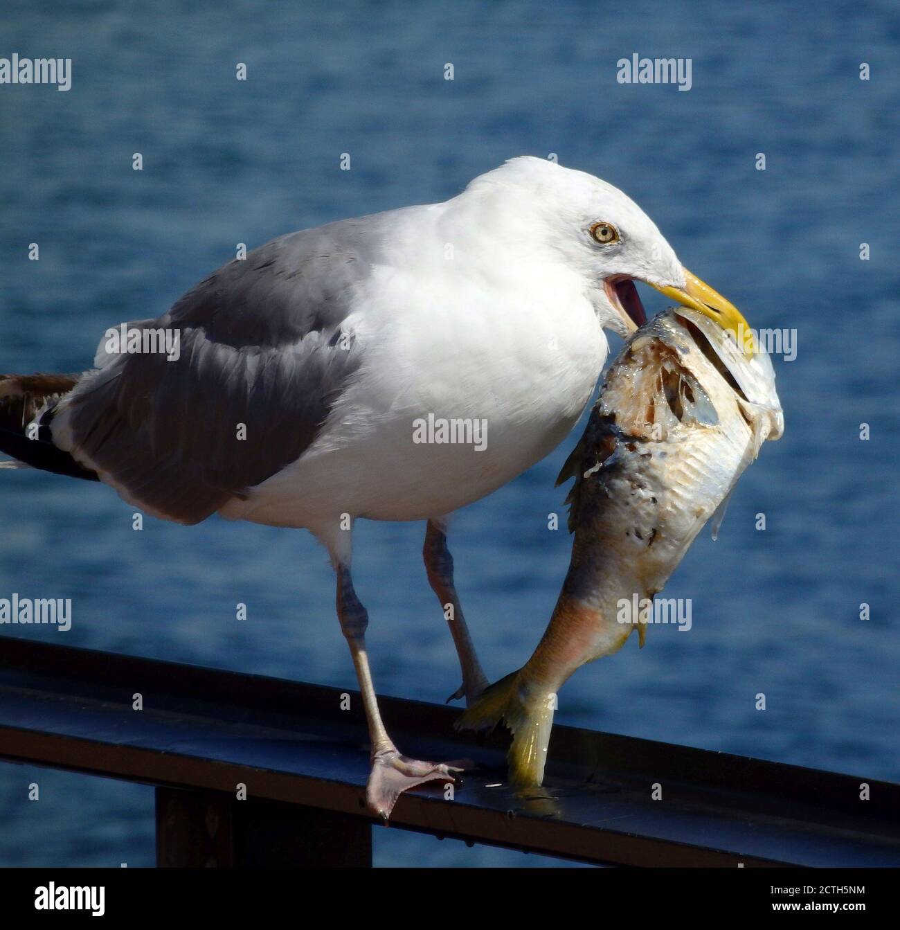 Un gabbiano che mangia un pesce, New York City, USA Foto Stock
