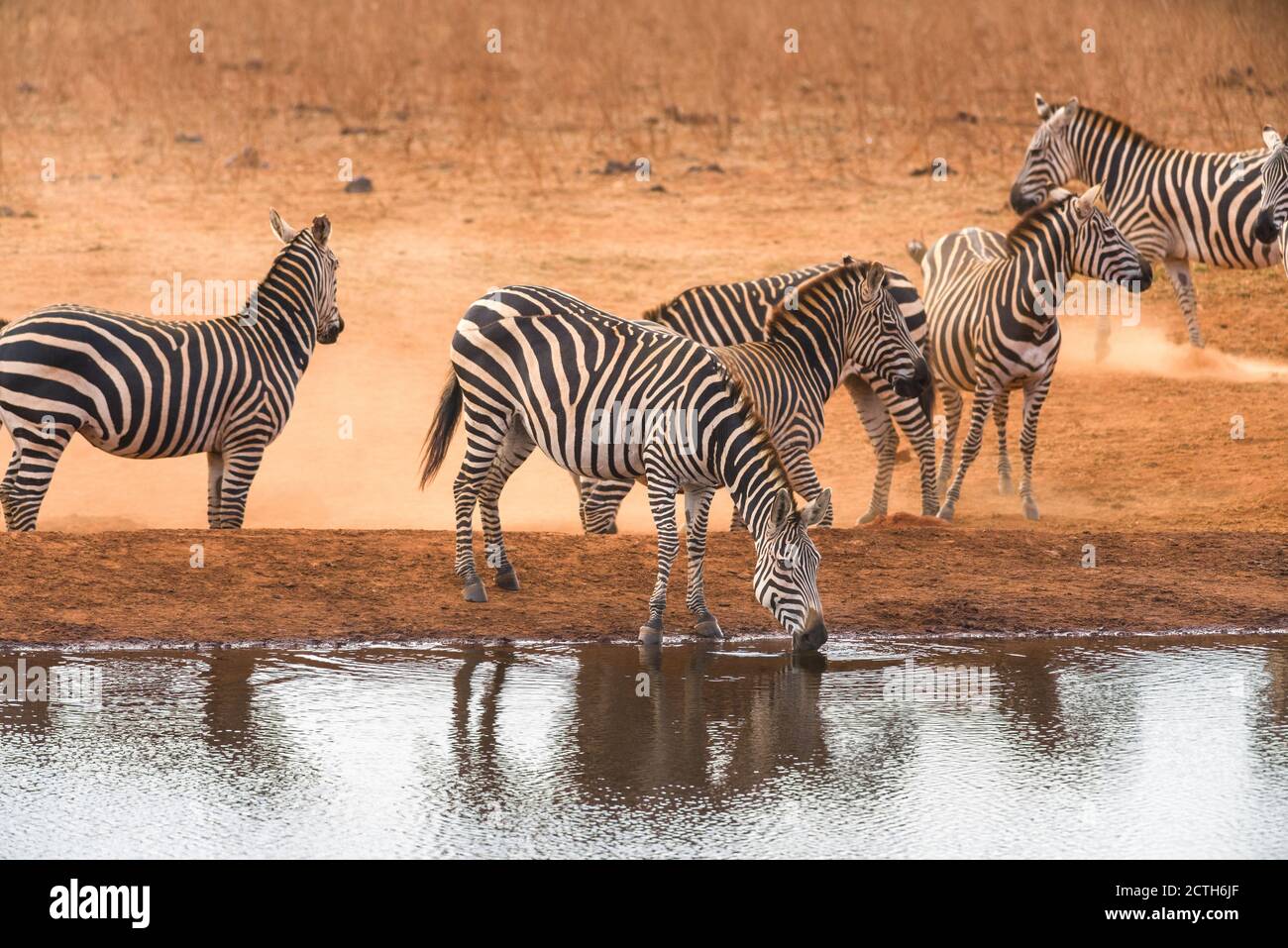 Pianura zebra (equus quagga) bere da un buco di irrigazione, Ngutuni riserva, Tsavo, Kenya Foto Stock