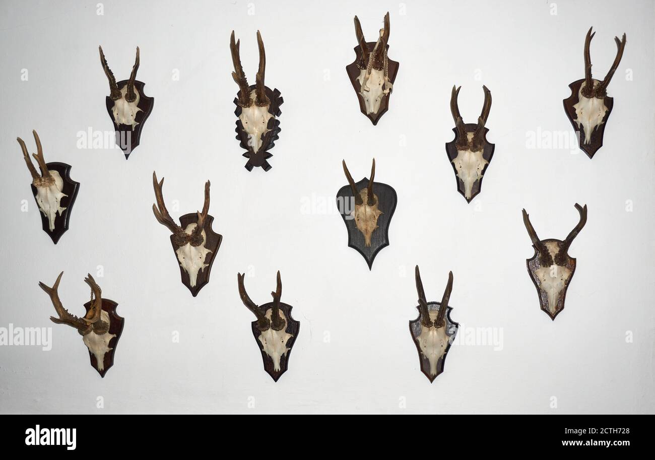 Un cervi Roe antlers isolato su bianco Foto Stock