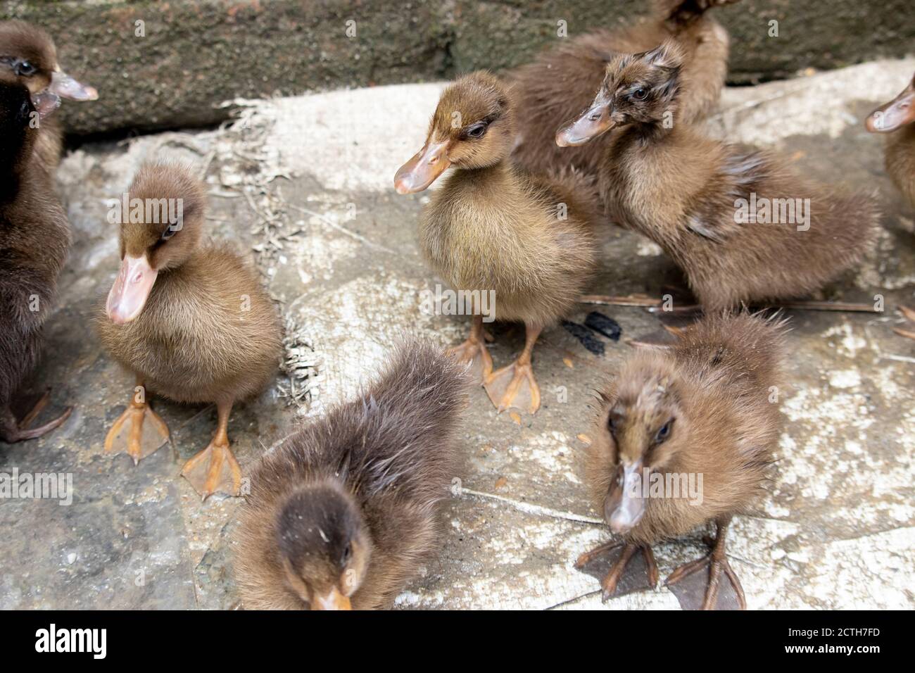 Anatroccoli sono circondati da recinzioni.anatroccoli.mallard anatroccoli.cute nazionale anatroccoli.anatroccoli bruni anatroccoli.Click o cattura sulla mia propria macchina fotografica. Foto Stock