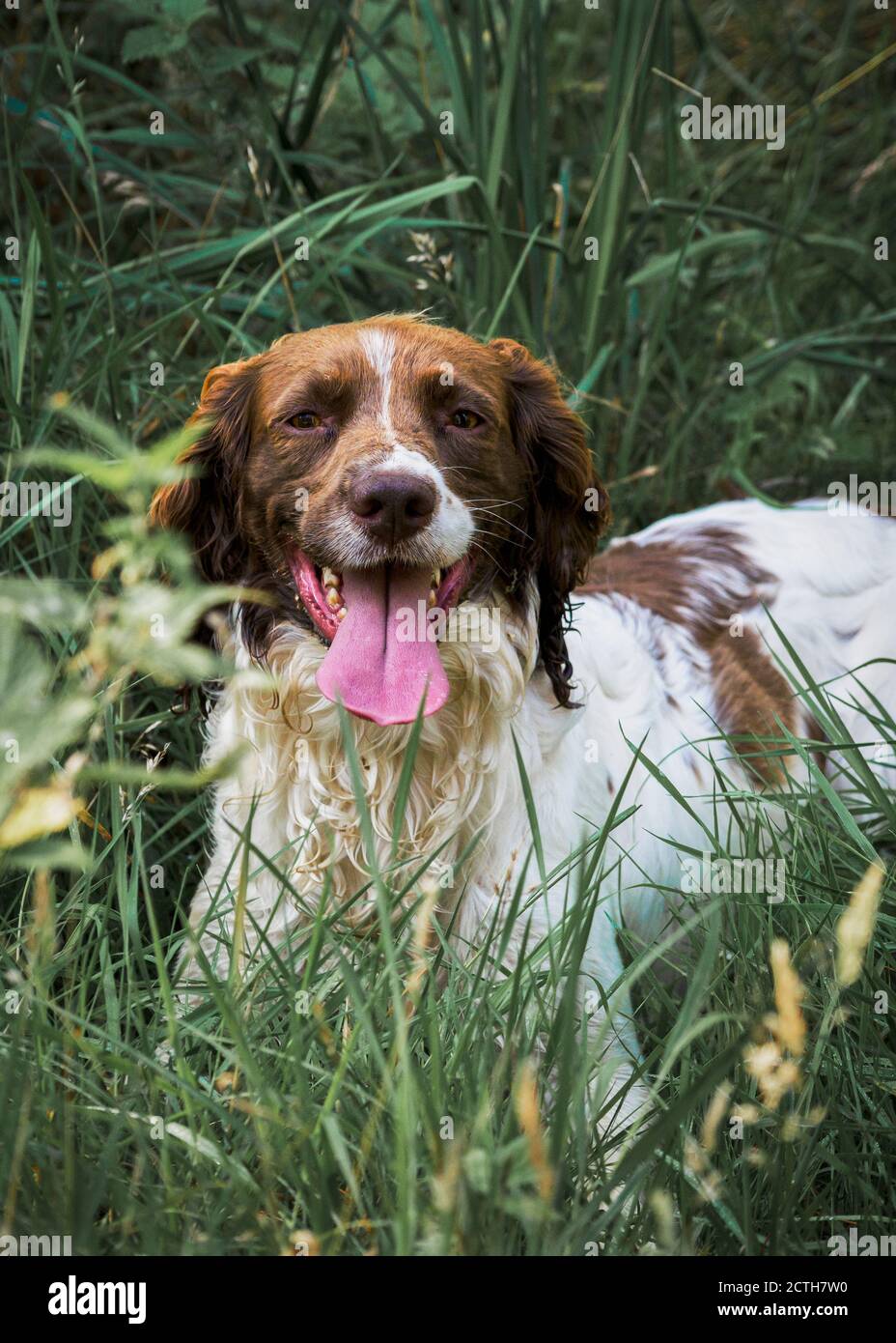 Springer Spaniel che si posa in erba lunga, Regno Unito Foto Stock