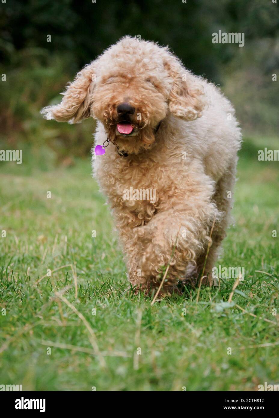 Felice cercando Labradoodle trotting lungo l'erba, Regno Unito Foto Stock