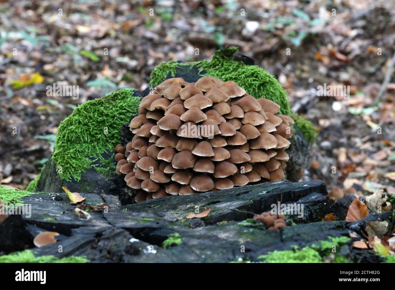 Mucchio di funghi cresce su un vecchio ceppo. Foto Stock