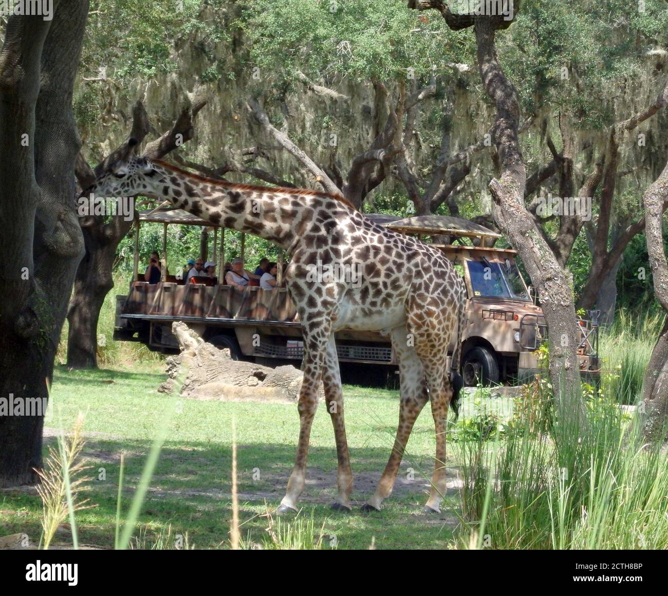 Safari tour con giraffe, Animal Kingdom, Walt Disney World, Orlando, Florida, Stati Uniti Foto Stock
