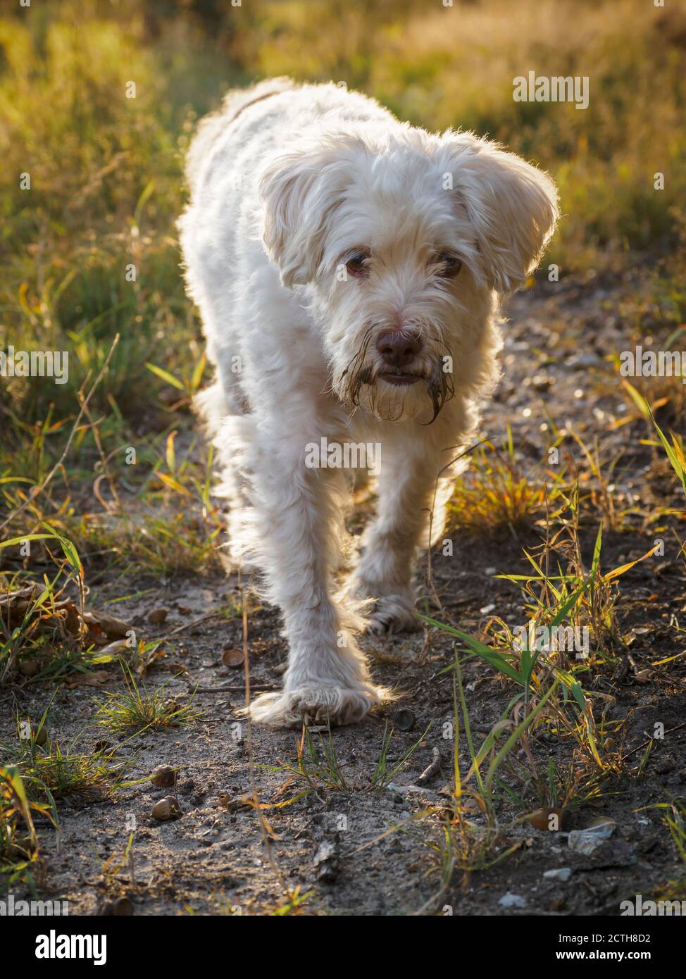 Scruffy cane bianco a piedi al tramonto, Regno Unito Foto Stock