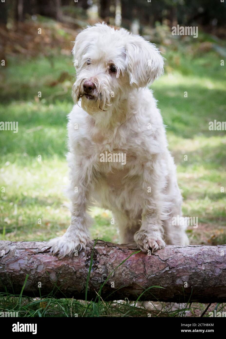 Cane bianco con zampe su albero caduto, Regno Unito Foto Stock