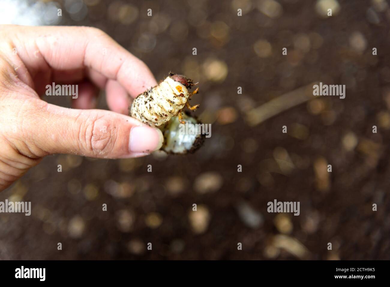 Closeup al verme del Beetle di cocco Foto Stock