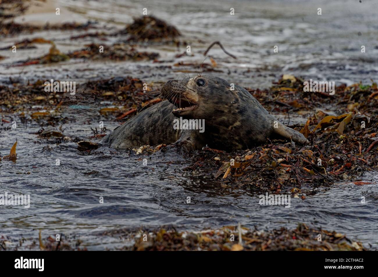 Gray Seal (Helichoerus grypus) immaturo tra alghe in riva al mare. Foto Stock