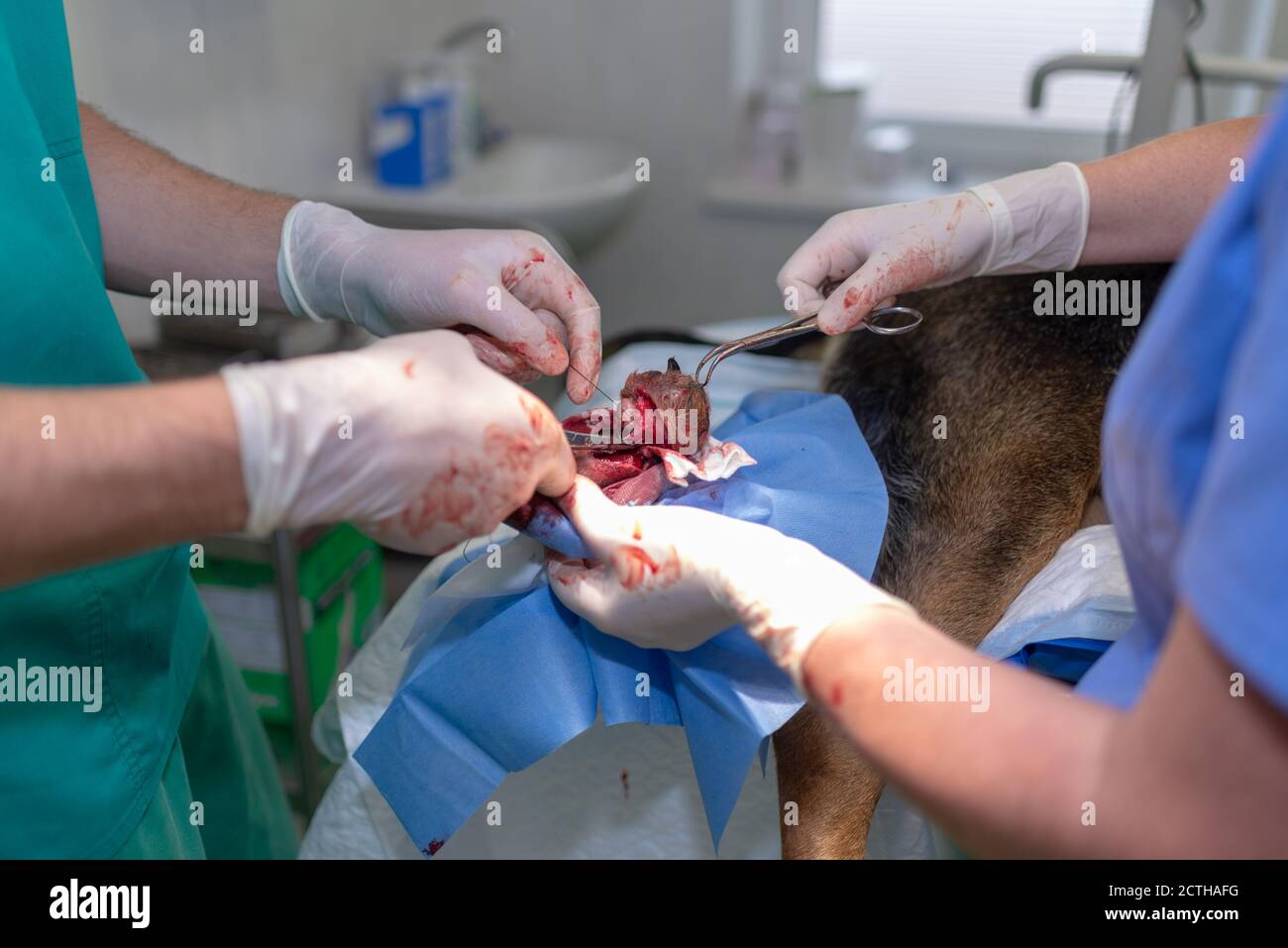 Medico veterinario e assistente femminile che esegue un intervento chirurgico su un piede animale o suola alla clinica di veterinario il cane è piena di anestesia Foto Stock