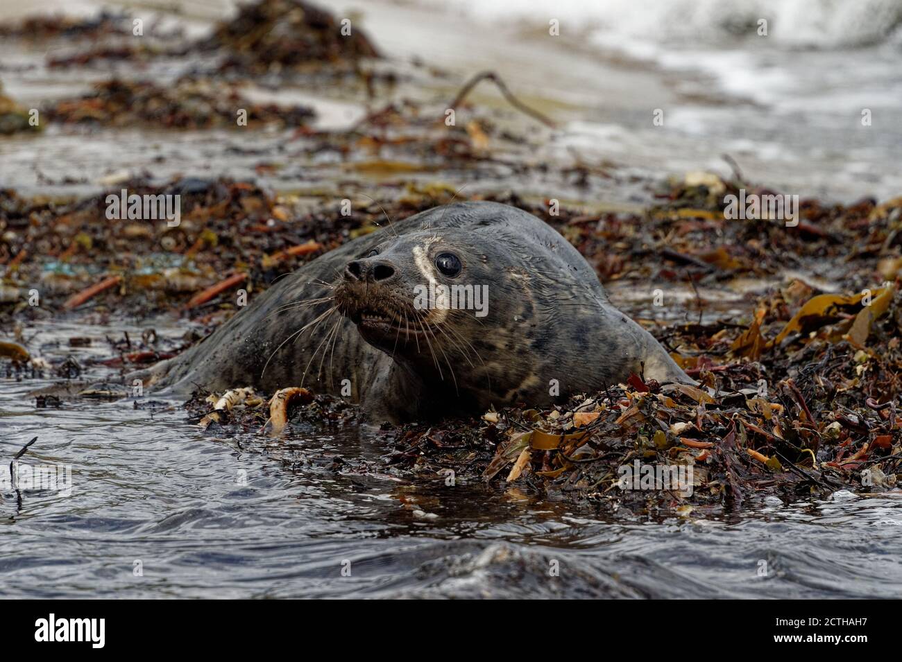 Gray Seal (Helichoerus grypus) immaturo tra alghe in riva al mare. Foto Stock