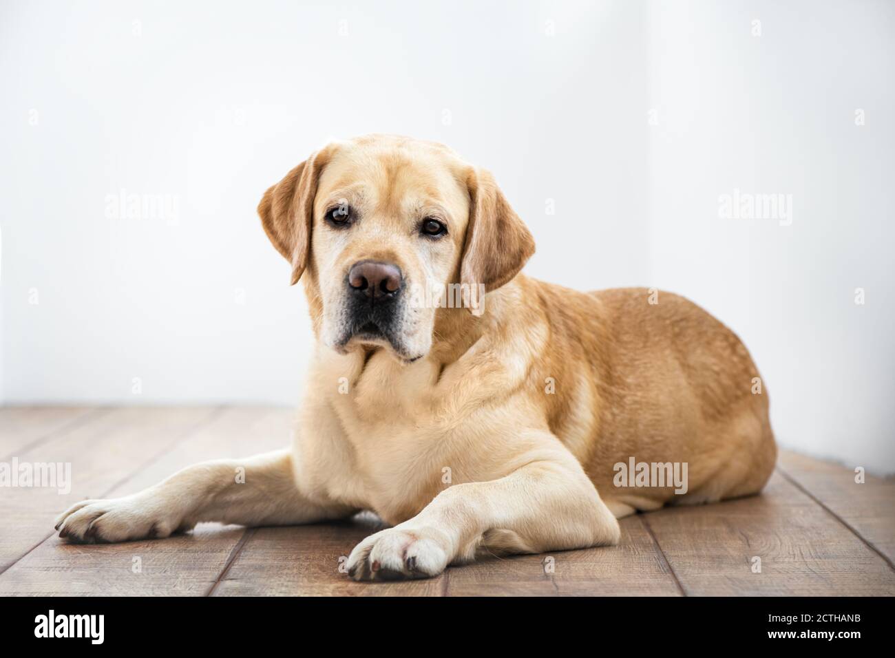 purebred yellow lab