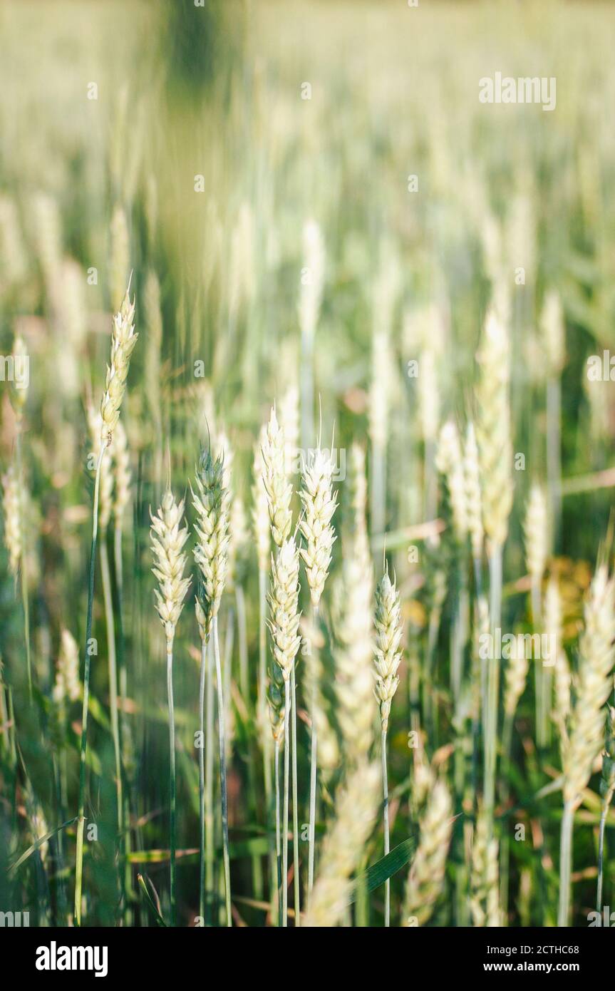 Un sacco di spikelets verdi su un campo di grano su una giornata estiva limpida Foto Stock