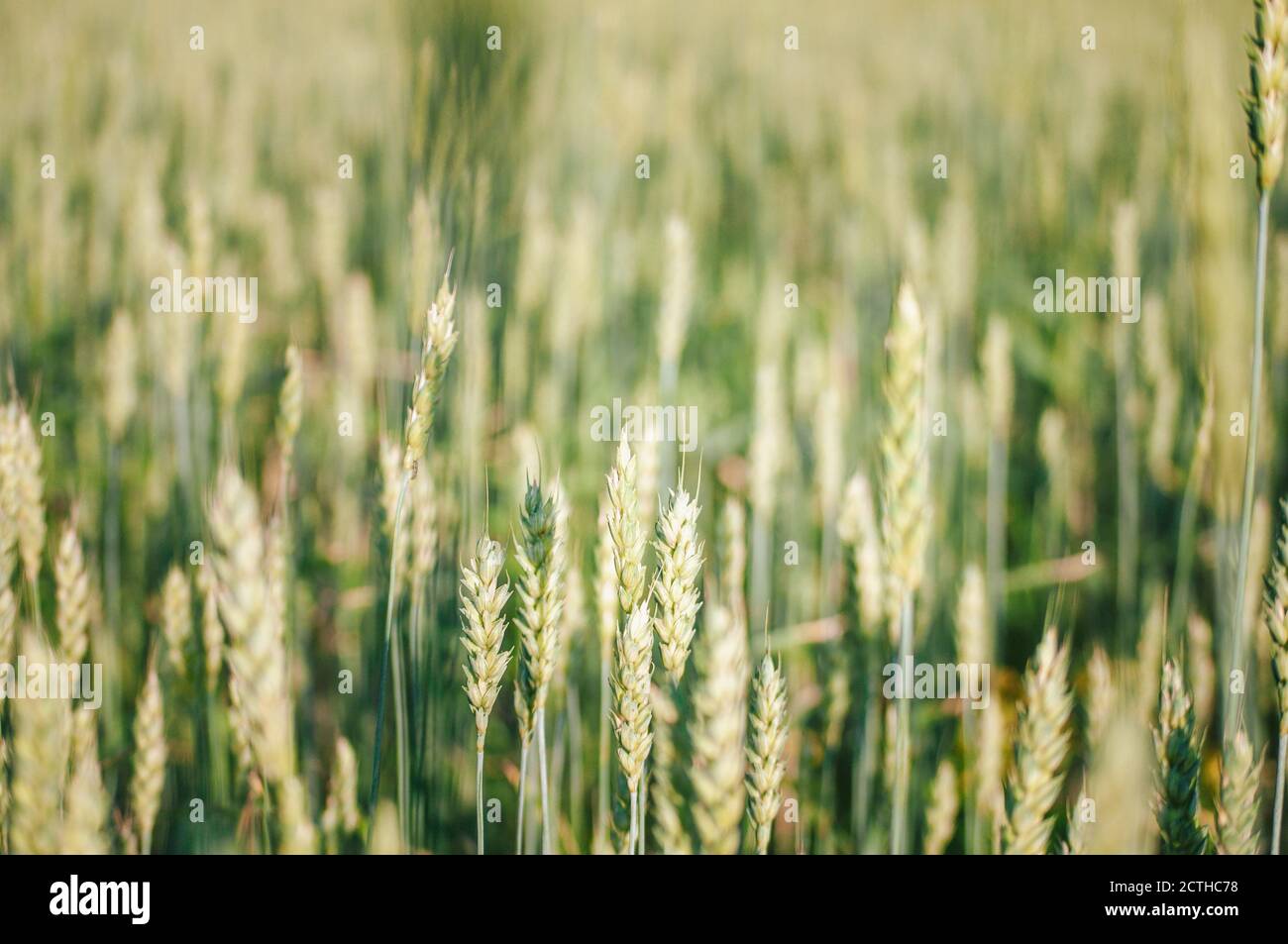 Un sacco di spikelets verdi su un campo di grano su una giornata estiva limpida Foto Stock
