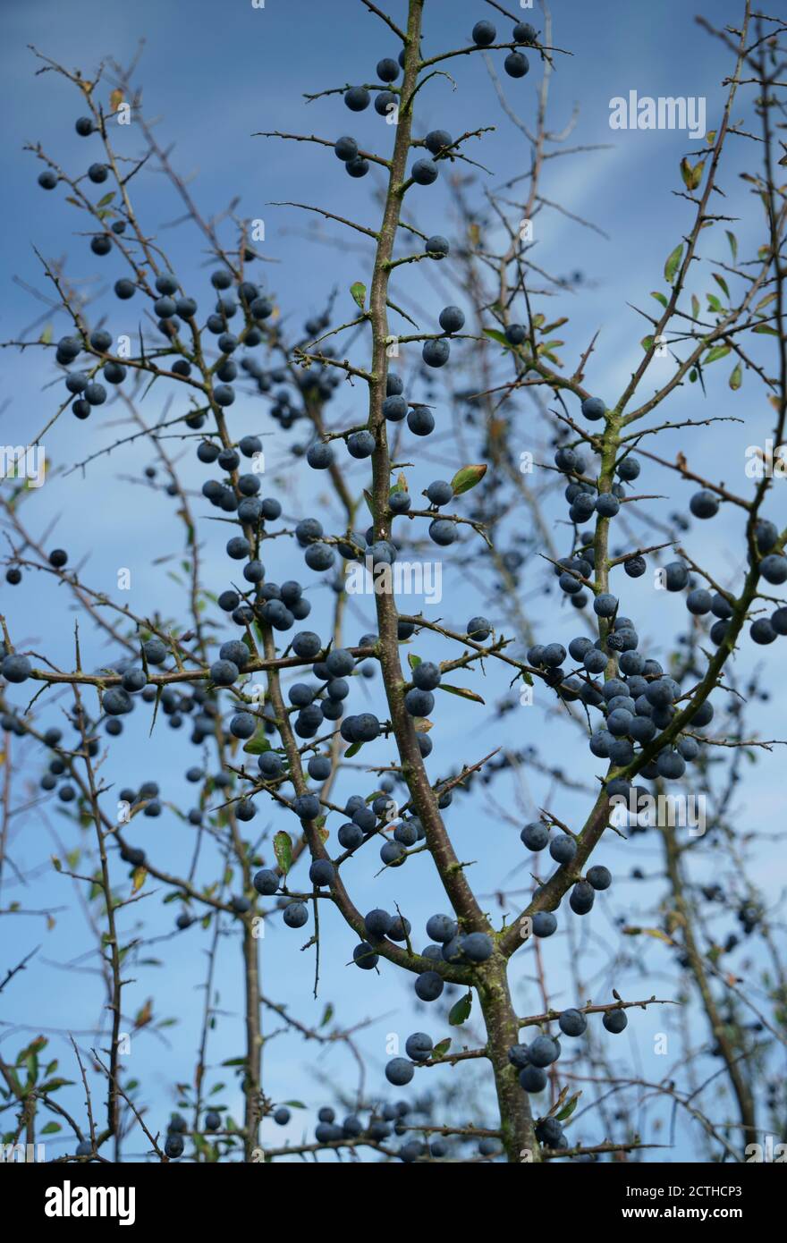 Primo piano di un albero di prunus spinosa di Blackthorn con bacche di scoscio mature. Foto Stock