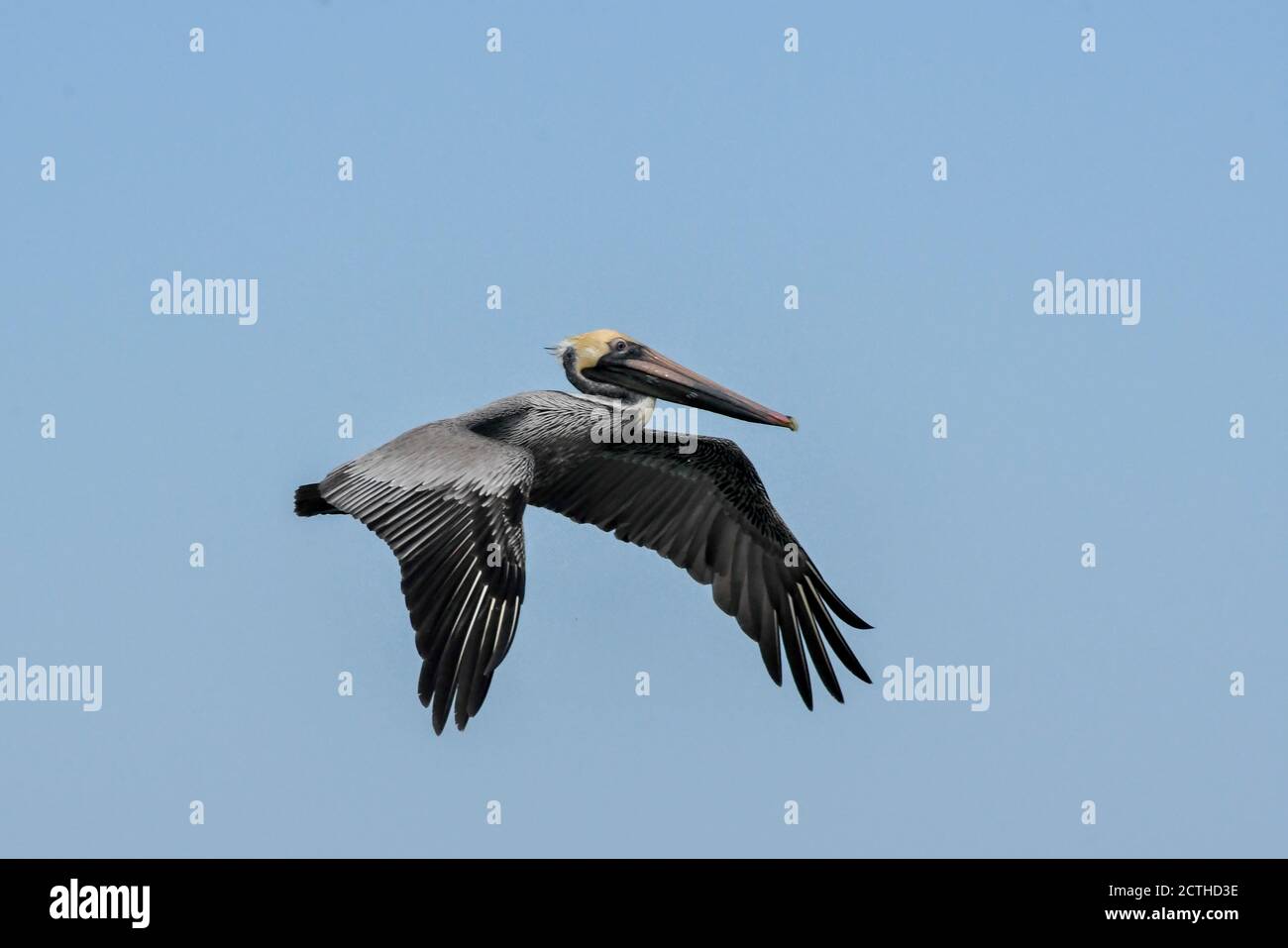 Pelican flapping, Tamarindo, Provincia di Guanacaste, Costa Rica Foto Stock