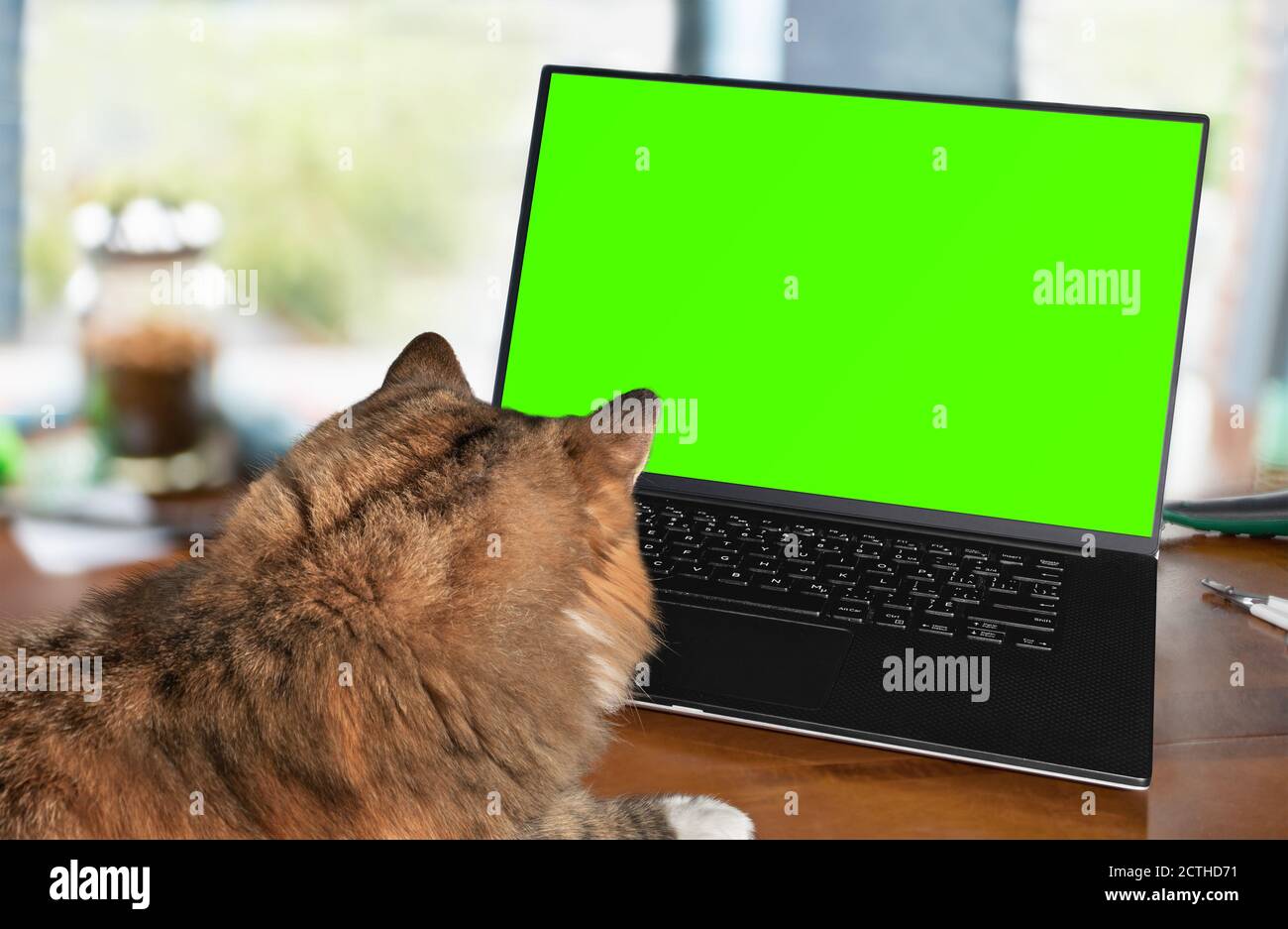 Vista posteriore del gatto utilizzando un computer con schermo verde in ufficio domestico. Concetto per animali domestici che utilizzano computer per comunicare virtualmente. Foto Stock