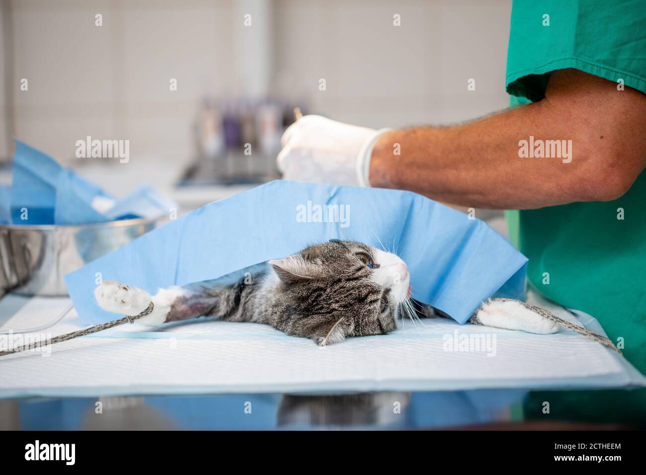 Neutralizzare o chirurgia un gatto in clinica veterinaria, concetto di veterinario Foto Stock