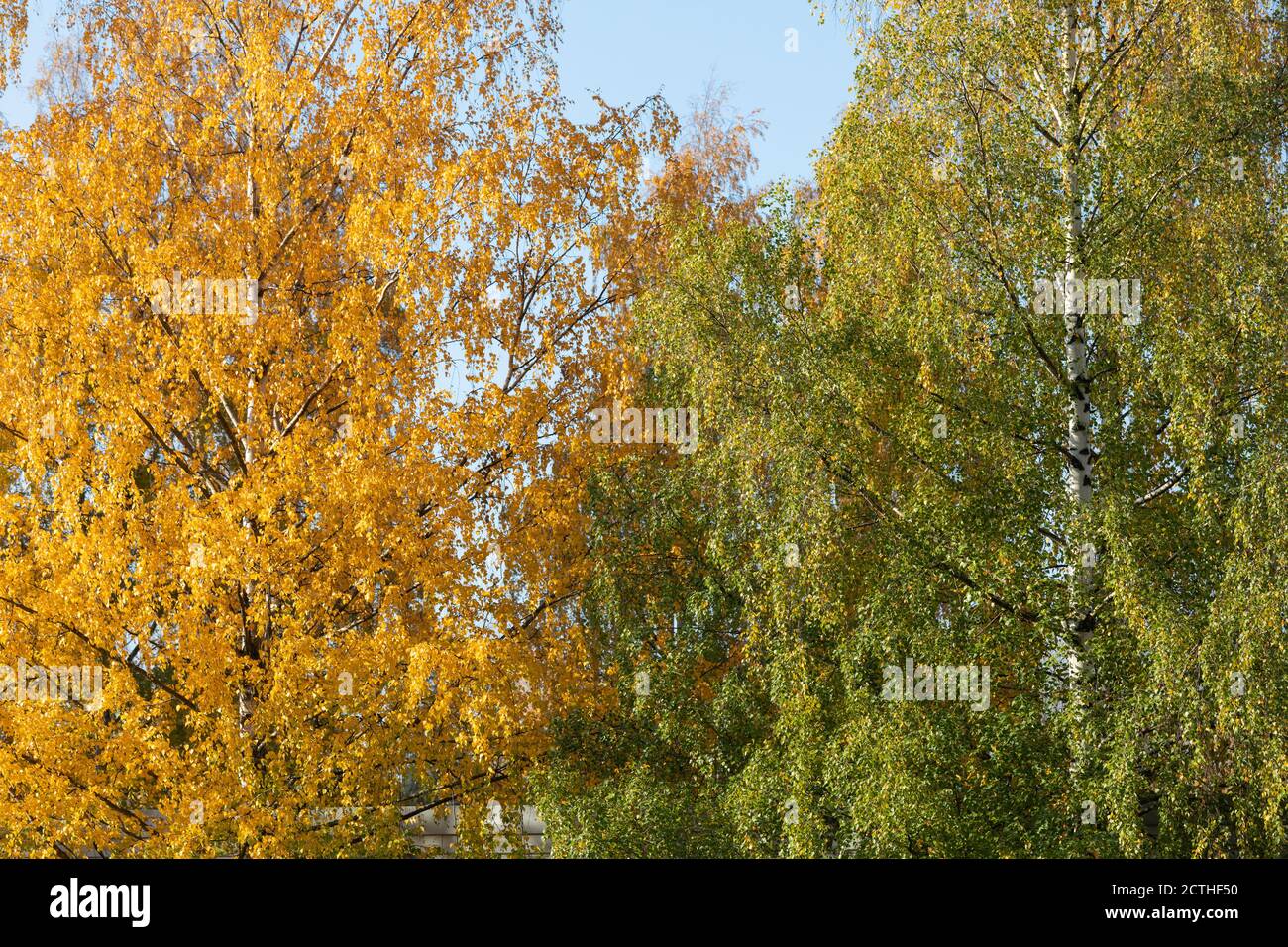 Betulla e fogliame in colori autunnali in giornata di sole Foto Stock