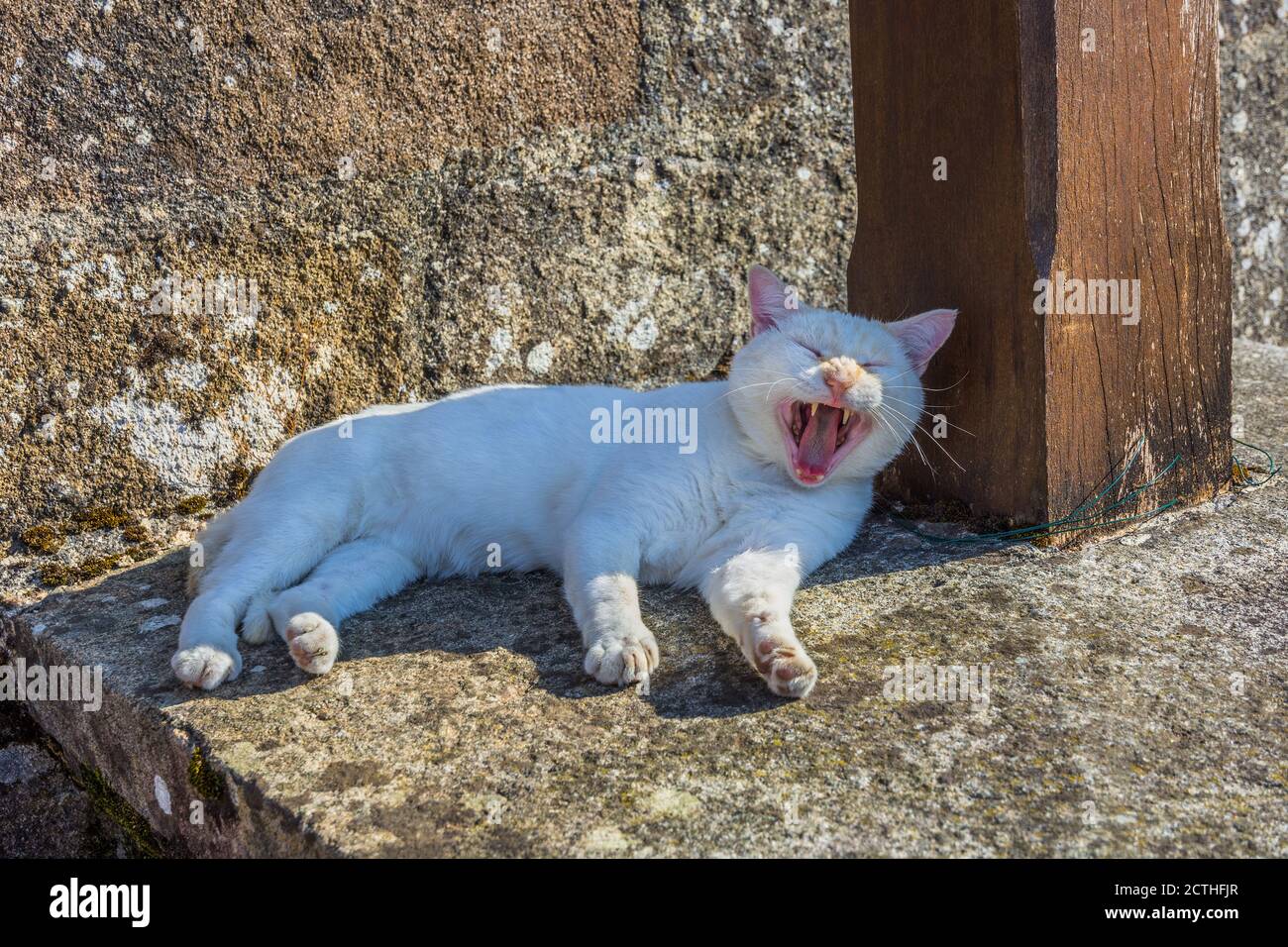 Sonnolento gatto bianco yawning. Foto Stock