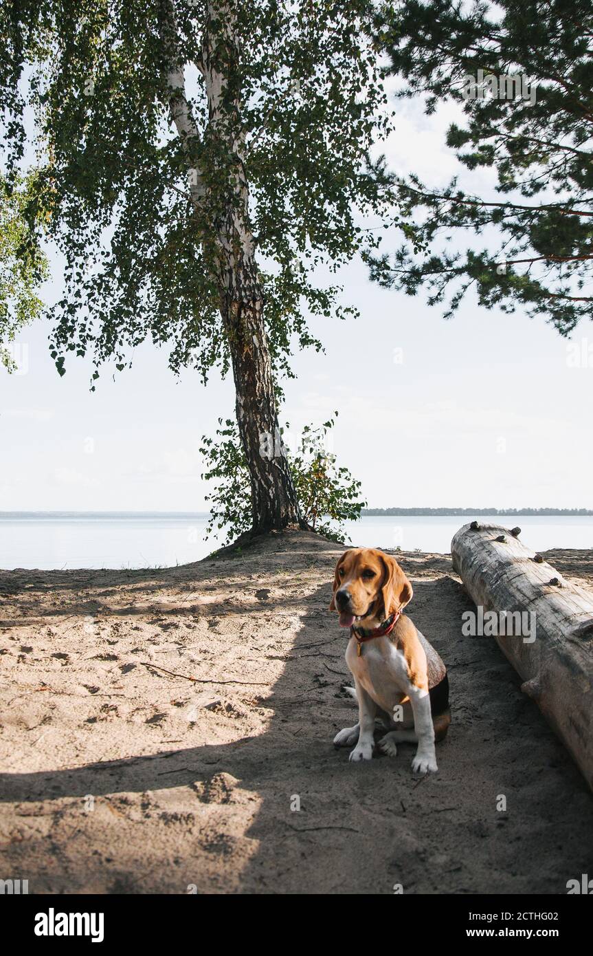 Piccolo cucciolo di aquila cammina sulla spiaggia sulla sabbia pigro la sera al tramonto Foto Stock