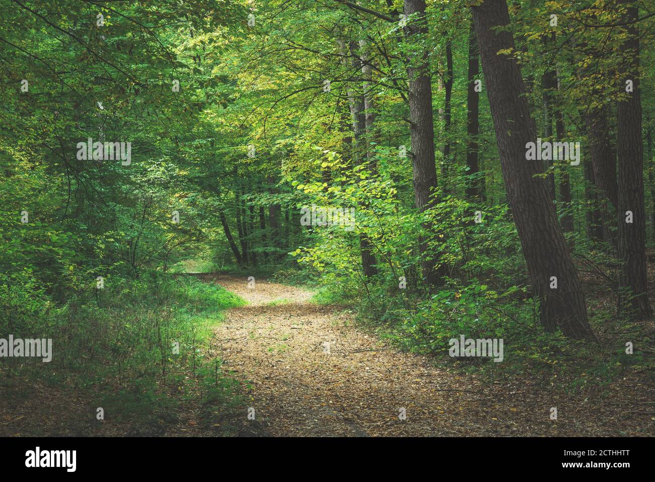 Un percorso attraverso una foresta scura, una vista in un giorno nuvoloso di ottobre Foto Stock