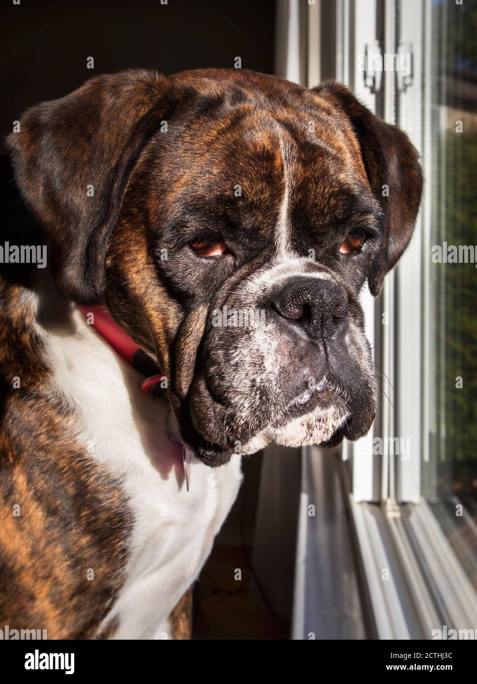 Colpo di testa di Boxer. Carino cane sta guardando fuori dalla finestra, in attesa del proprietario. Boxer femmina di colore brindle. Foto Stock
