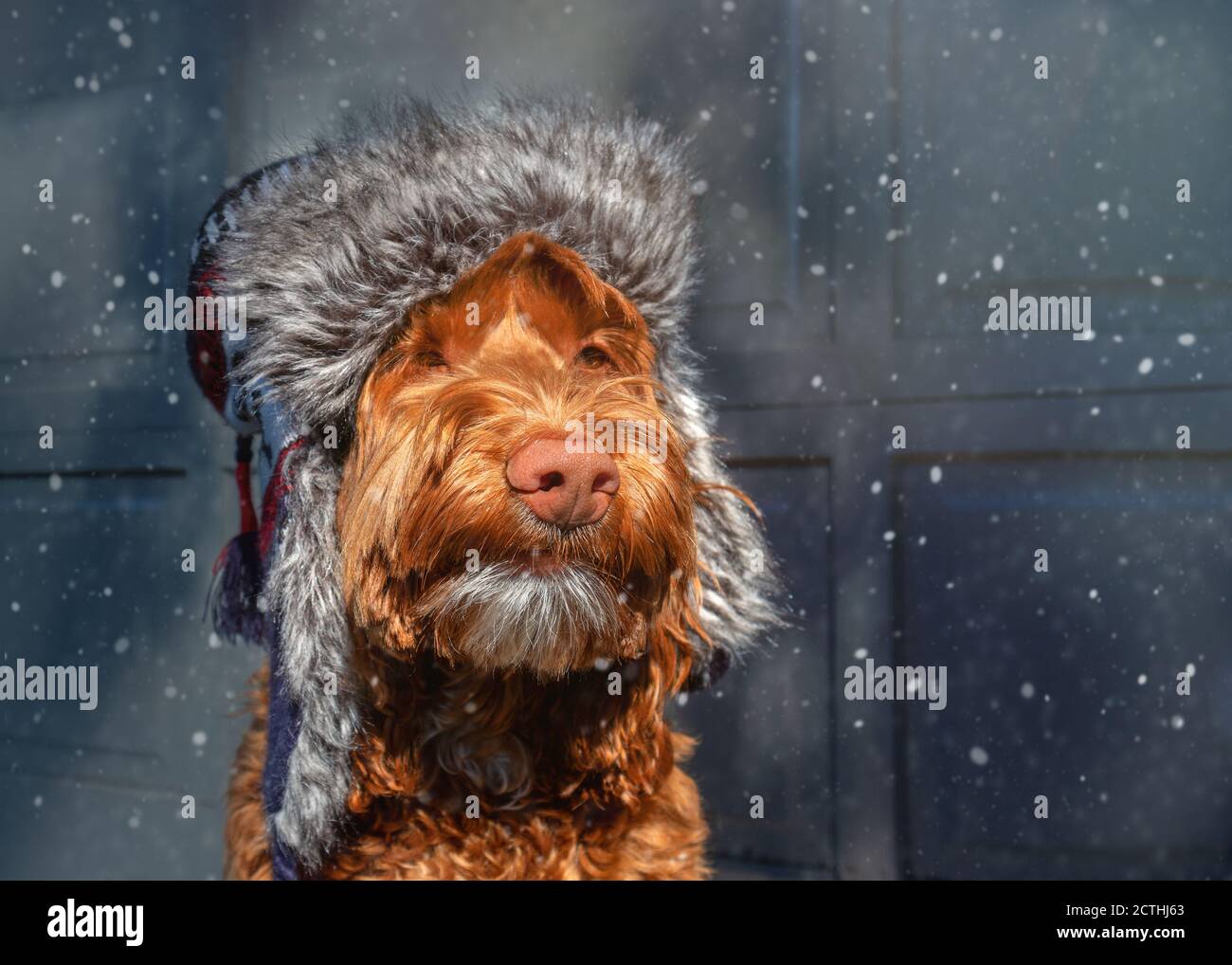 Cane soffice in tempesta di neve. Il Labradoodle marrone indossa un cappello aviatore in pelliccia sintetica. Ritratto del cane. Luce soffusa e fiocchi di neve. Foto Stock