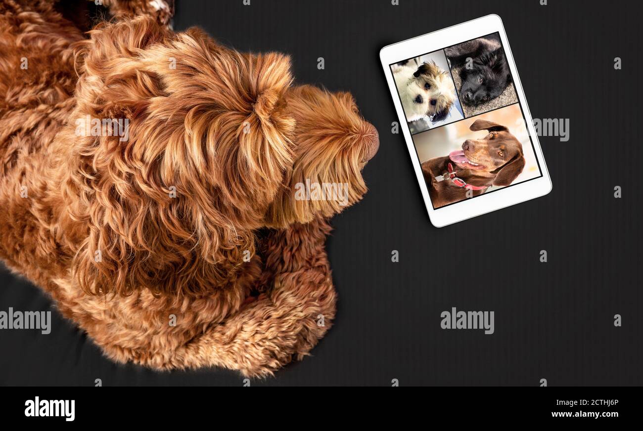 Vista dall'alto del cane che parla con gli amici in videoconferenza. Animali domestici che hanno una riunione in linea in videochiamata usando un tablet. Animali che utilizzano computer. Foto Stock