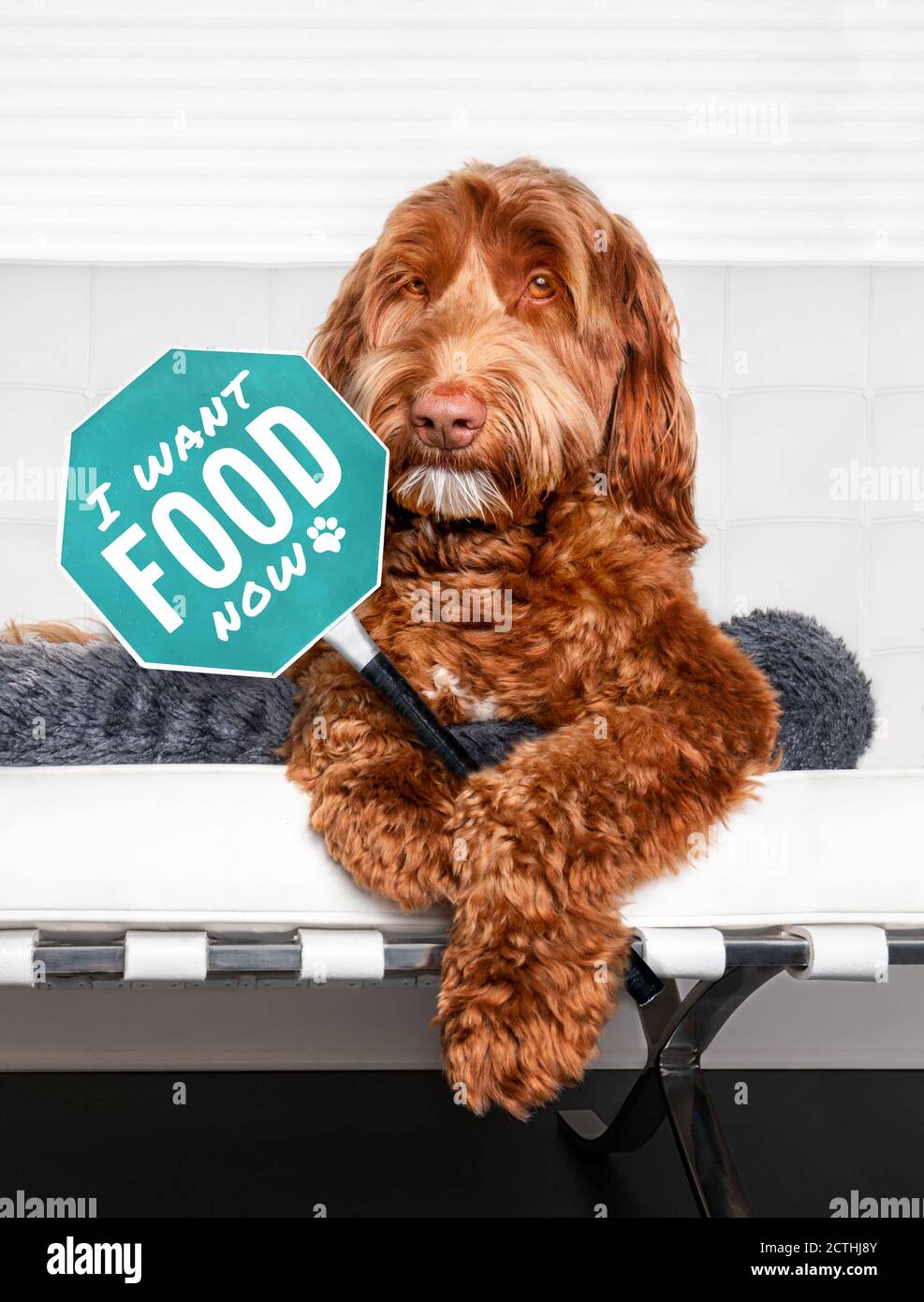 Cane soffice che tiene un segno con 'voglio cibo ora' tra le zampe. Un Labradoodle è seduto su un divano bianco, cibo esigente. Se i cani potessero parlare. Foto Stock