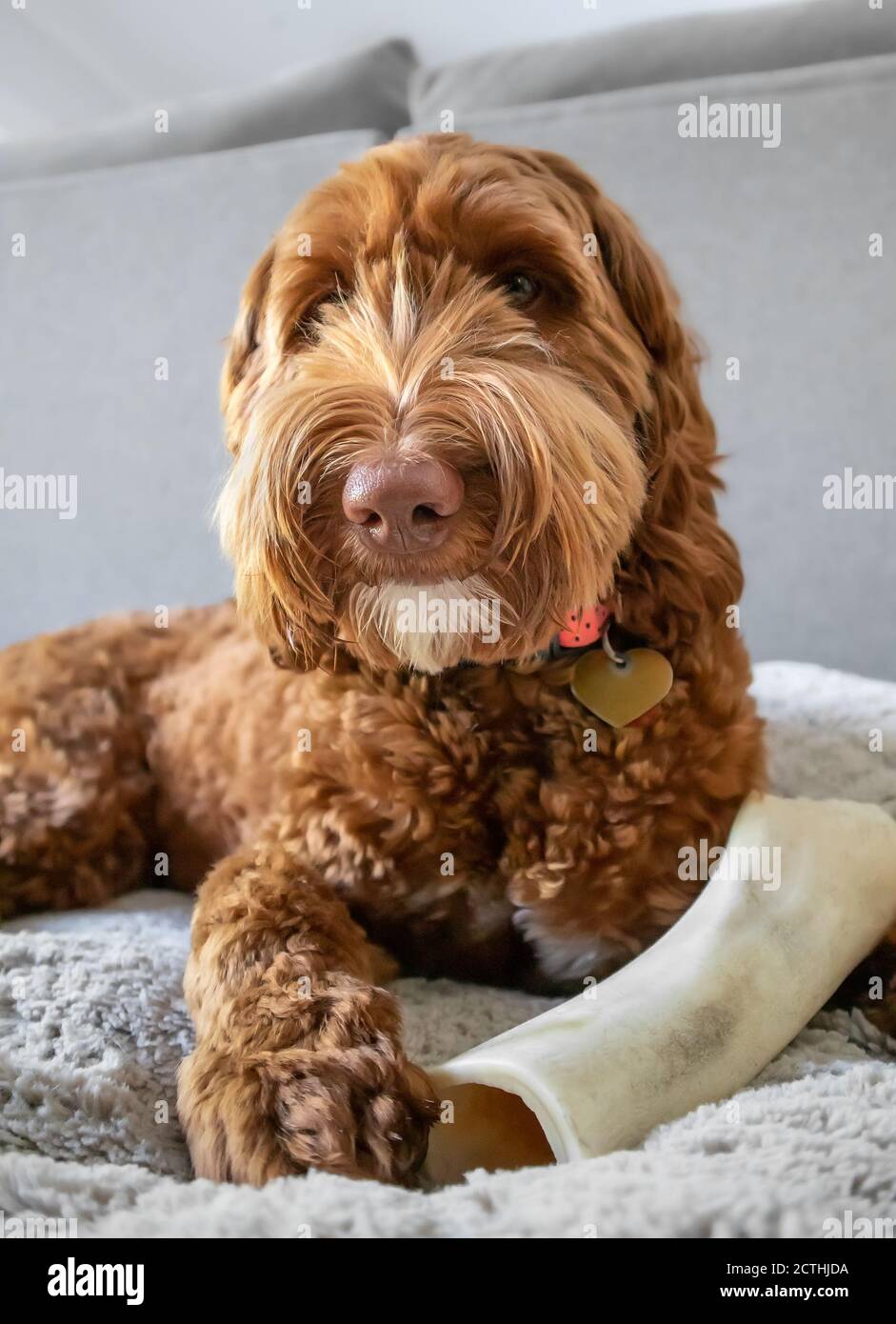 Ritratto di cane con un osso grande tra le zampe. Un Labradoodle marrone/zenzero di grandi dimensioni con sfondo grigio. Concetto per denti sani. Foto Stock