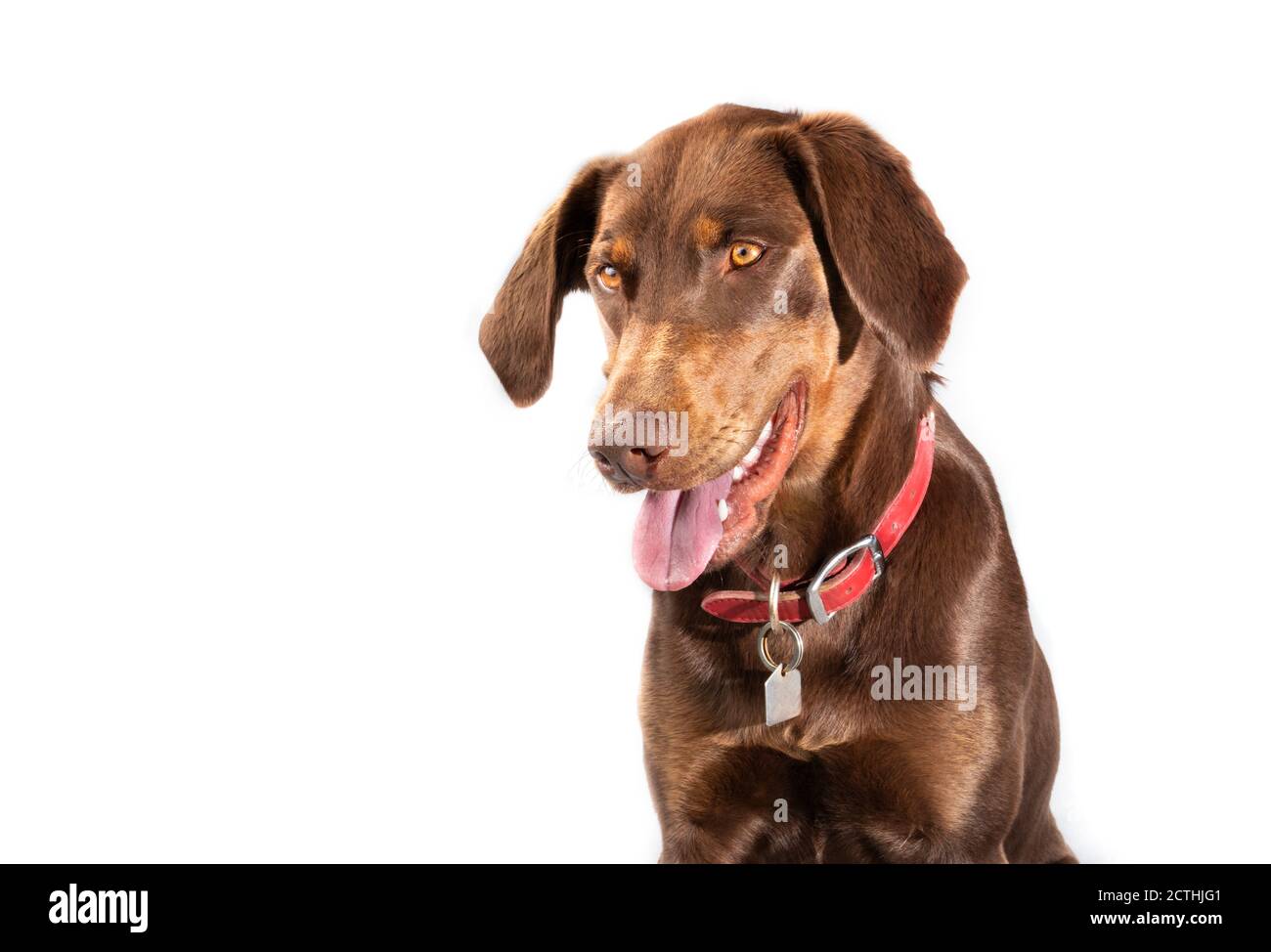 Immagine della testa del puntatore da laboratorio o del Pointerdor. Un cane di razza mista tra un Retriever Labrador e un puntatore. Il cane femmina adulto marrone sta guardando giù con il mo Foto Stock