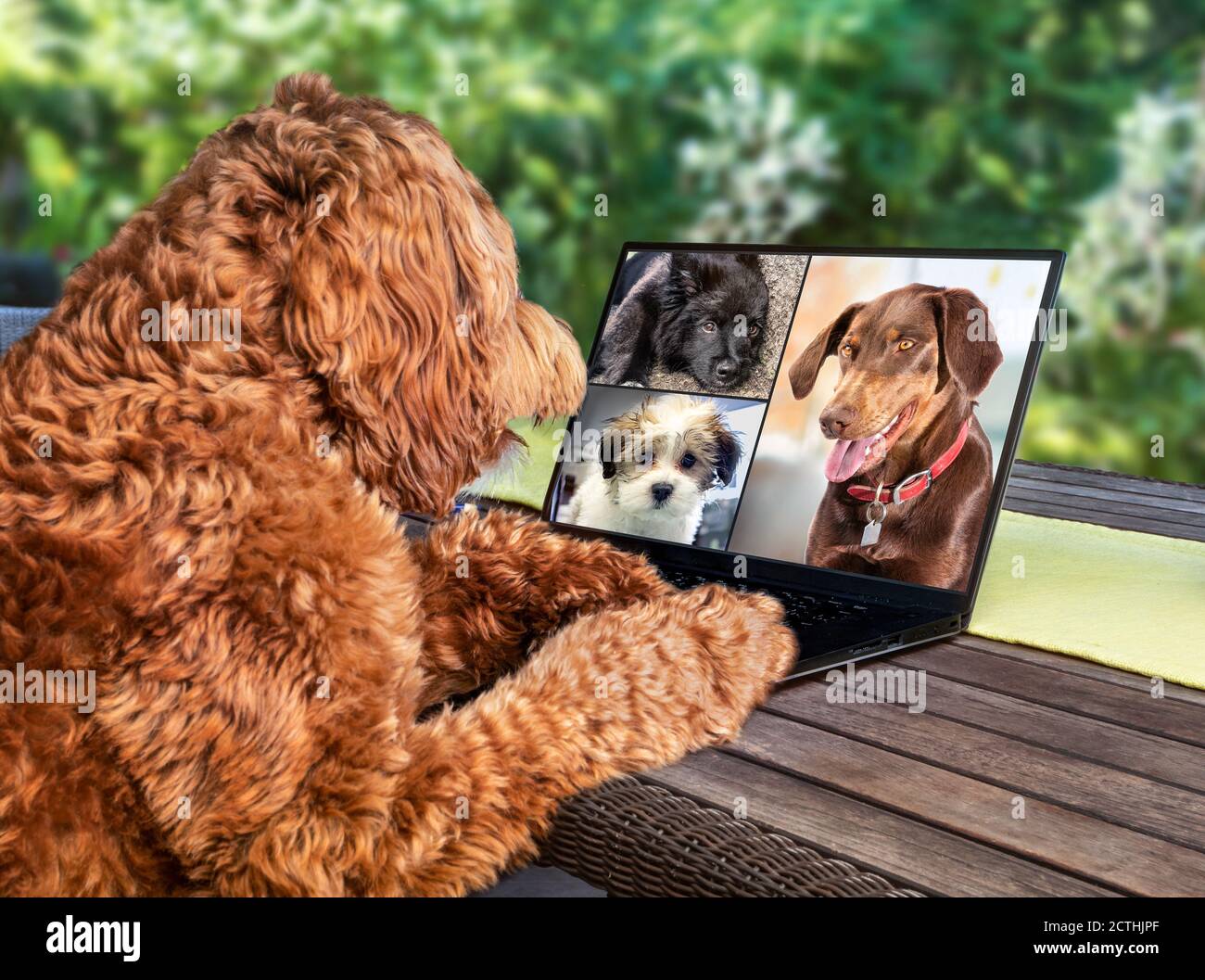 Vista posteriore del cane che parla con gli amici del cane in videoconferenza. Cani che hanno una riunione in linea in videochiamata usando un laptop. Animali domestici con computer. Foto Stock