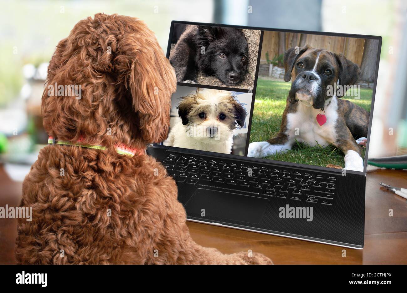 Vista posteriore del cane che parla con gli amici del cane in videoconferenza. Gruppo di cani che hanno una riunione in linea in videochiamata usando un laptop. Animali domestici con computer. Foto Stock