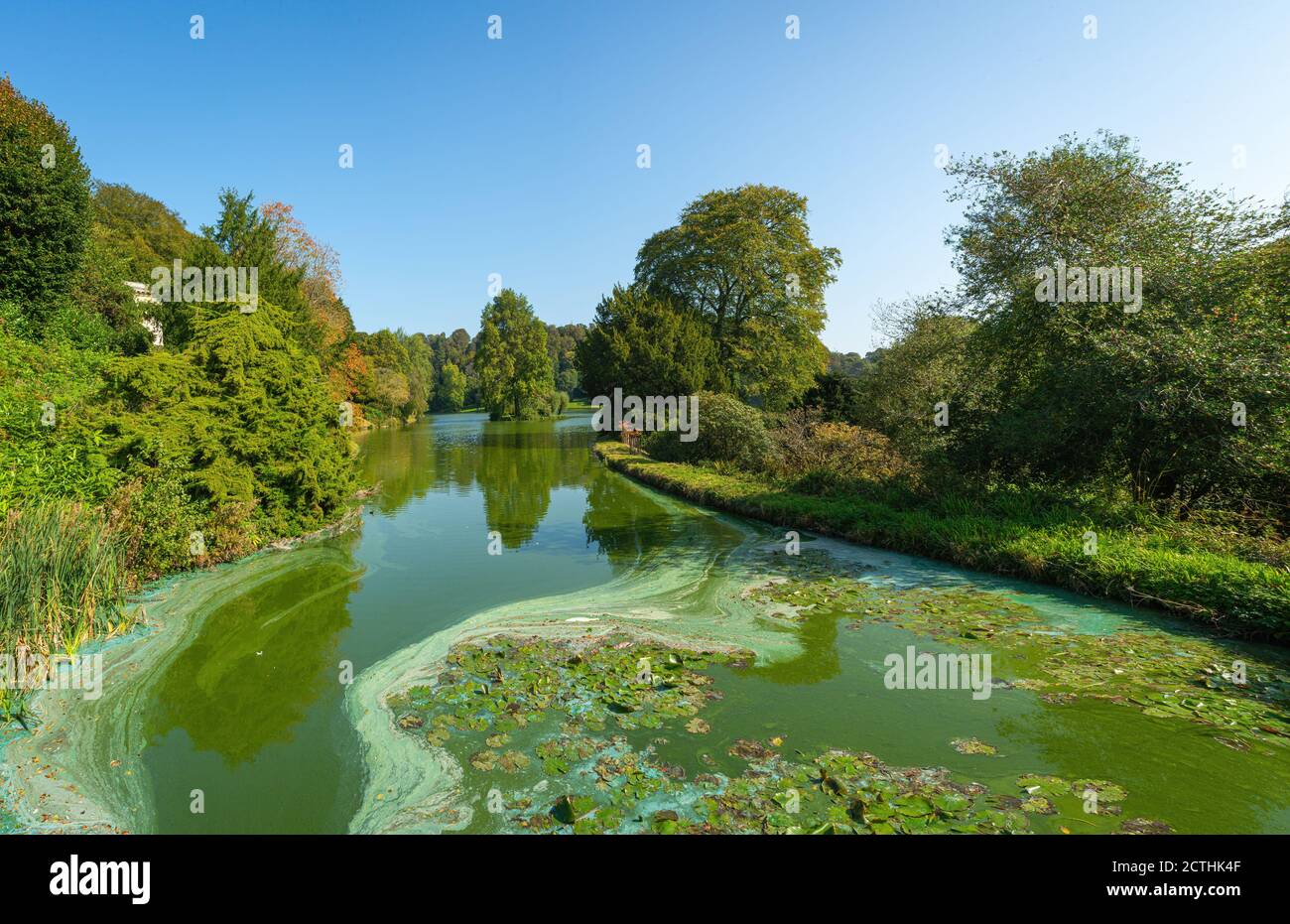 Alghe verdi e blu vorticose (cianobatteri) su un lago pieno con acqua verde spessa circondata da alberi su una chiara cielo blu Foto Stock