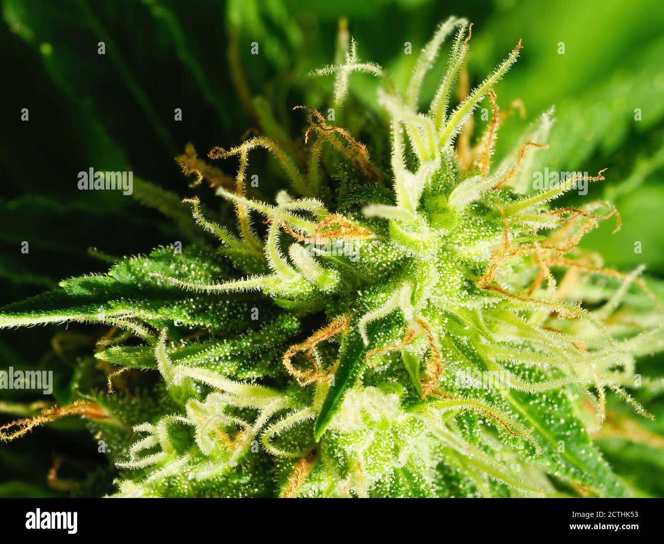 Macro pianta di cannabis matura - a nord. Marijuana femminile in fiore con grandi fiori di buca e visibile sviluppo pistil bianco peli e ambra Foto Stock