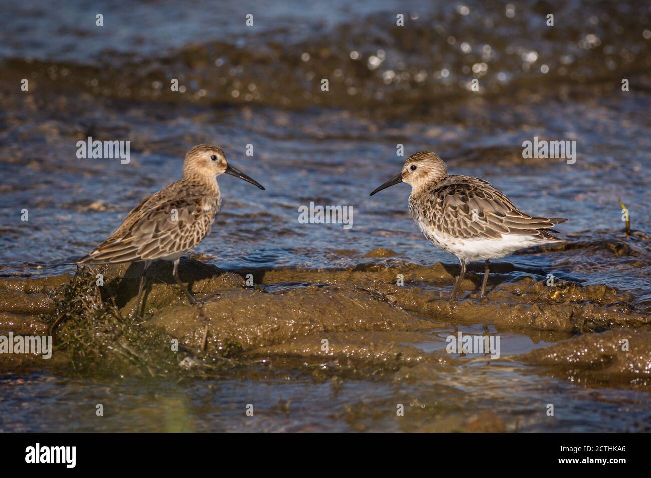 Ritratto di due dunlins, shorebirds giovani con facce brunastre, in piedi faccia a faccia in shallows fangosi a Lakeshore in una giornata di sole autunno. Foto Stock