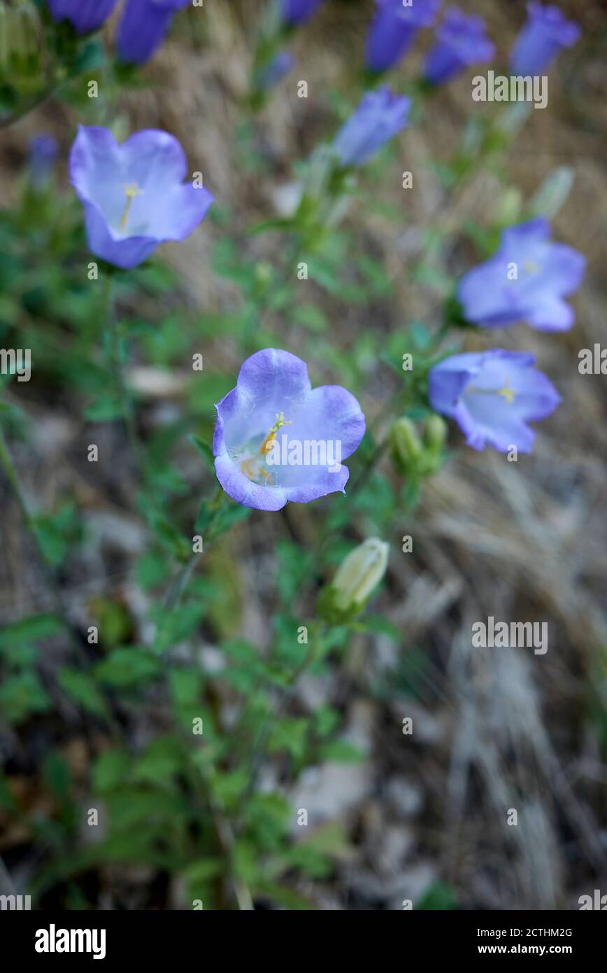 Mezzo Campanula con fiori blu violetto Foto Stock