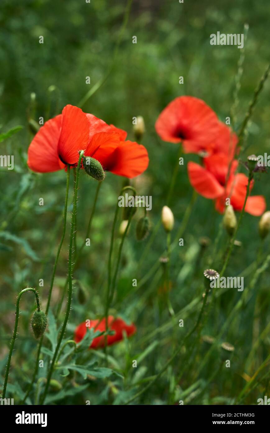 Papaver rhoeas in fiore Foto Stock
