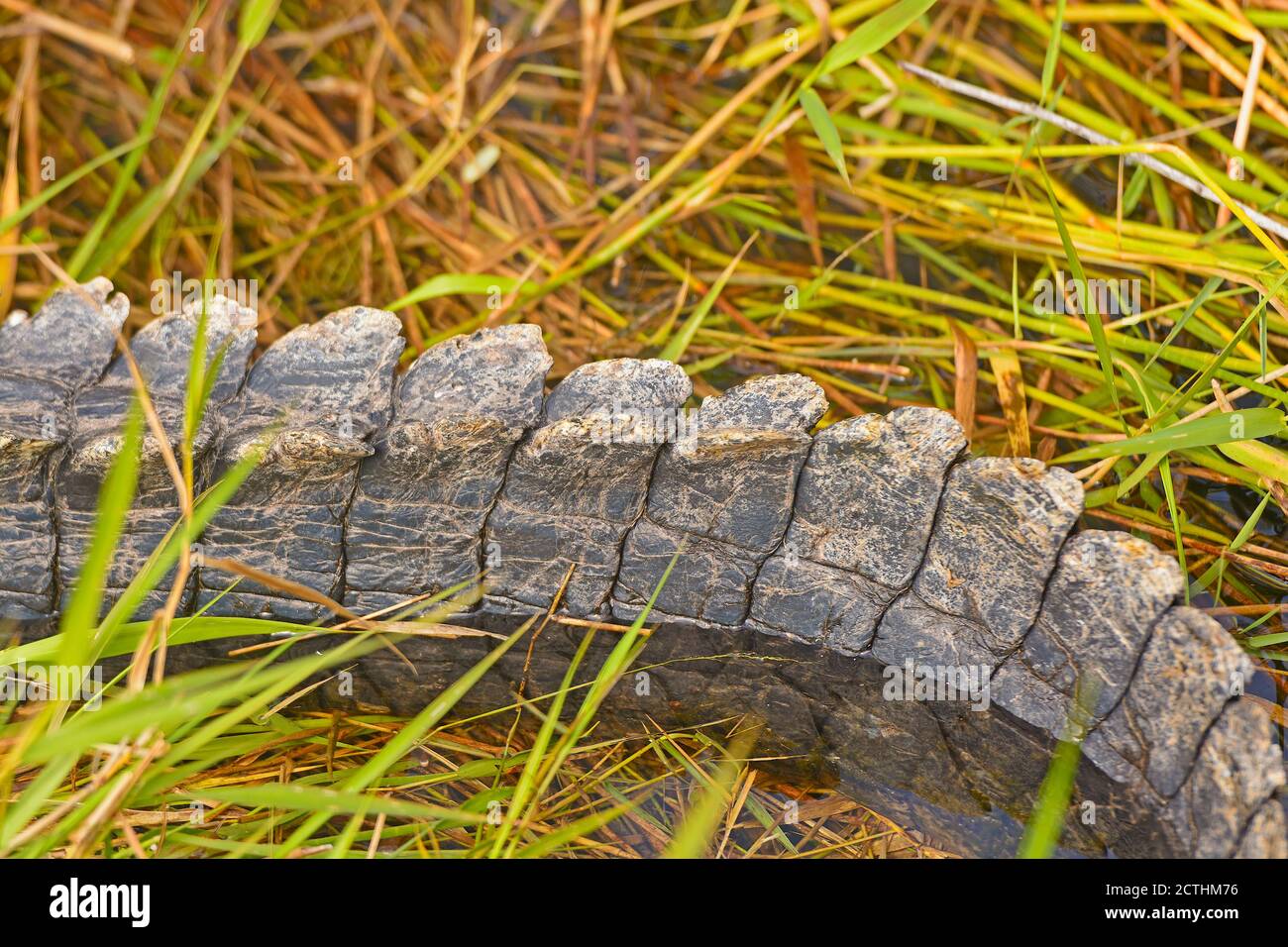 Dettagli di un Alligator Tail nelle Everglades in Florida Foto Stock