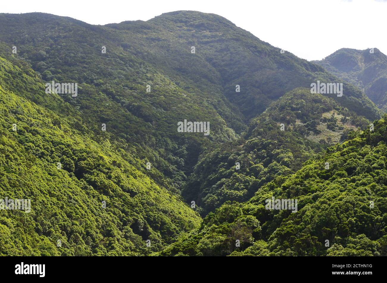 Laurisilva foresta nell'isola di Sao Jorge, arcipelago delle Azzorre, Portogallo Foto Stock