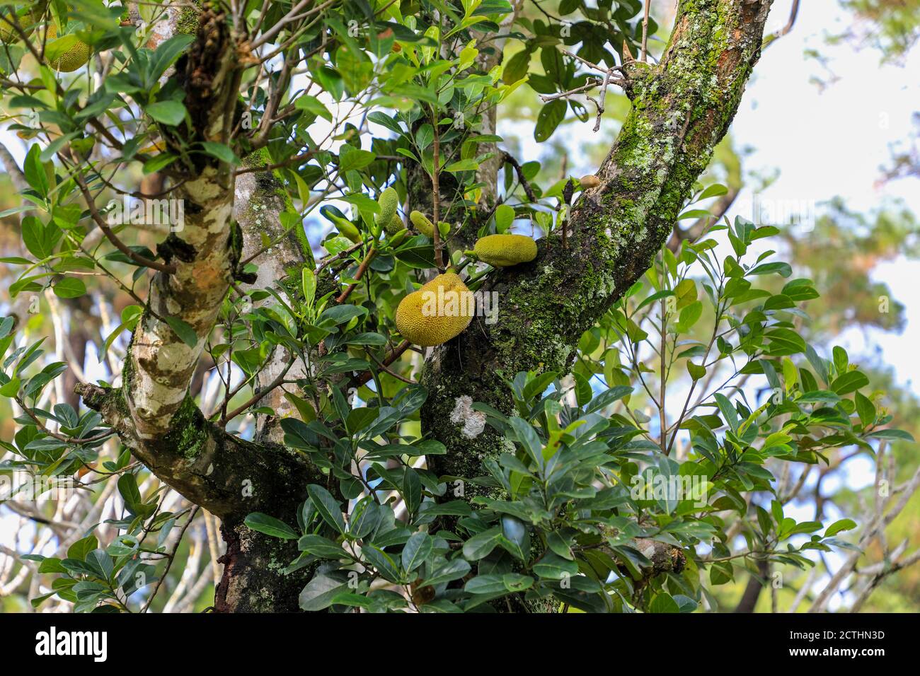 Jack frutta (Artocarpus eterophyllus) che cresce su un albero Foto Stock